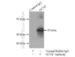 GCNF Antibody in Immunoprecipitation (IP)