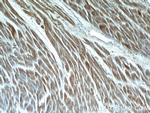 QSOX1 Antibody in Immunohistochemistry (Paraffin) (IHC (P))