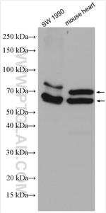 QSOX1 Antibody in Western Blot (WB)