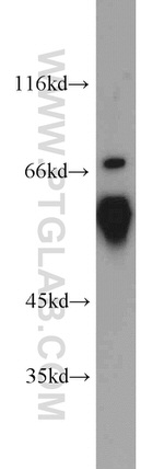 QSOX1 Antibody in Western Blot (WB)