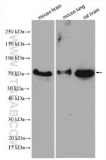 Dystrophin Antibody in Western Blot (WB)