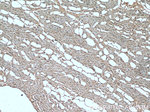 Dystrophin Antibody in Immunohistochemistry (Paraffin) (IHC (P))