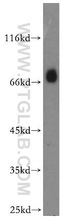 Dystrophin Antibody in Western Blot (WB)