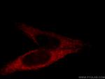 GRPEL1 Antibody in Immunocytochemistry (ICC/IF)