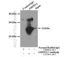 GRPEL1 Antibody in Immunoprecipitation (IP)