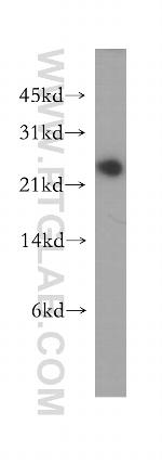 GRPEL1 Antibody in Western Blot (WB)