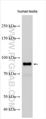CATSPER1 Antibody in Western Blot (WB)