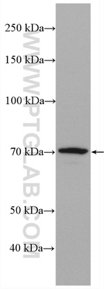 ELL2 Antibody in Western Blot (WB)