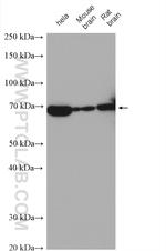 ELL2 Antibody in Western Blot (WB)