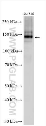 PJA2 Antibody in Western Blot (WB)