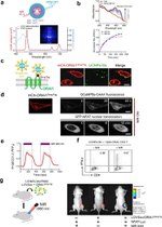 IFN gamma Antibody in Flow Cytometry (Flow)