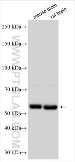 Collagen Type XXV Antibody in Western Blot (WB)
