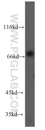 ORC2L Antibody in Western Blot (WB)