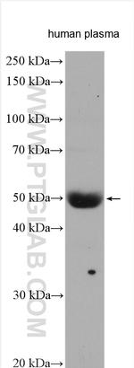 SERPIND1 Antibody in Western Blot (WB)