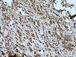 MEK6 Antibody in Immunohistochemistry (Paraffin) (IHC (P))