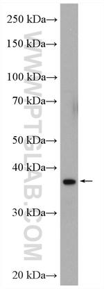 MEK6 Antibody in Western Blot (WB)