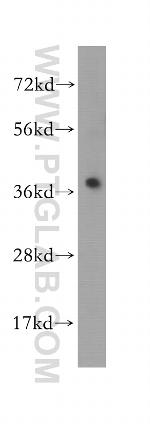 MEK6 Antibody in Western Blot (WB)