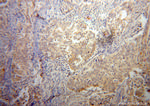 ELP4 Antibody in Immunohistochemistry (Paraffin) (IHC (P))