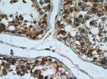 PPP2R2C Antibody in Immunohistochemistry (Paraffin) (IHC (P))
