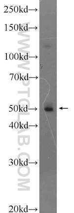 PPP2R2C Antibody in Western Blot (WB)