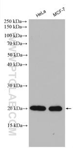 IMP3 Antibody in Western Blot (WB)