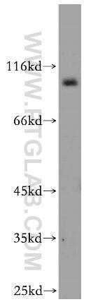 SEC5/EXOC2 Antibody in Western Blot (WB)