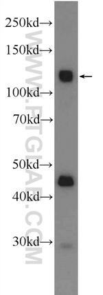 CDCP1 Antibody in Western Blot (WB)