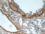 Osteoglycin Antibody in Immunohistochemistry (Paraffin) (IHC (P))