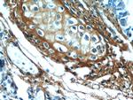 Osteoglycin Antibody in Immunohistochemistry (Paraffin) (IHC (P))