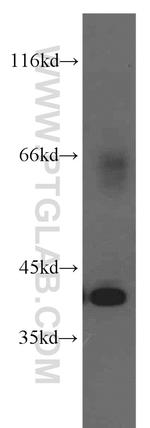 Osteoglycin Antibody in Western Blot (WB)