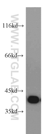 Osteoglycin Antibody in Western Blot (WB)