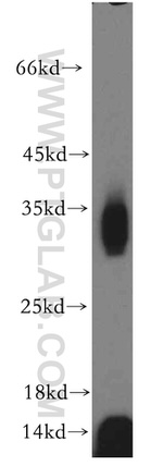 Osteoglycin Antibody in Western Blot (WB)