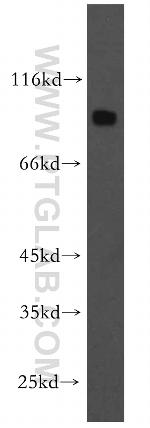 DNAI1 Antibody in Western Blot (WB)