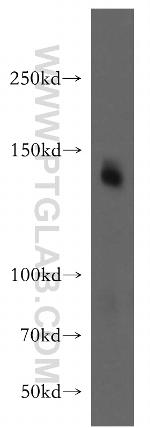 ICAM5 Antibody in Western Blot (WB)