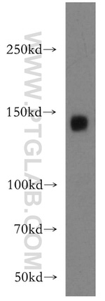 ICAM5 Antibody in Western Blot (WB)