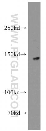 KIF1C Antibody in Western Blot (WB)