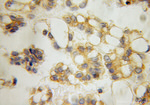 IFITM2 Antibody in Immunohistochemistry (Paraffin) (IHC (P))