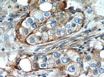 IFITM2 Antibody in Immunohistochemistry (Paraffin) (IHC (P))