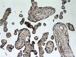 HNRNPD Antibody in Immunohistochemistry (Paraffin) (IHC (P))