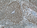 HNRNPD Antibody in Immunohistochemistry (Paraffin) (IHC (P))