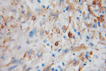 ENPP5 Antibody in Immunohistochemistry (Paraffin) (IHC (P))