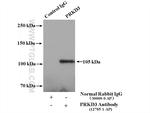PRKD3 Antibody in Immunoprecipitation (IP)