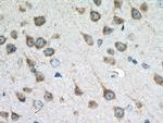 CLSTN1 Antibody in Immunohistochemistry (Paraffin) (IHC (P))