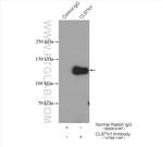 CLSTN1 Antibody in Immunoprecipitation (IP)