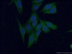 HAAO Antibody in Immunocytochemistry (ICC/IF)