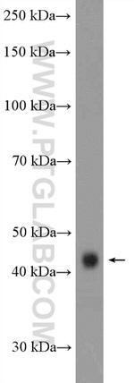 GATM Antibody in Western Blot (WB)