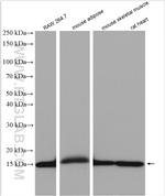 FABP4 Antibody in Western Blot (WB)