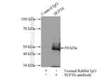 SEPT6 Antibody in Immunoprecipitation (IP)
