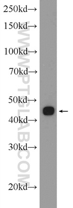 SEPT6 Antibody in Western Blot (WB)
