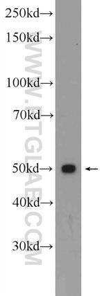 SEPT6 Antibody in Western Blot (WB)
